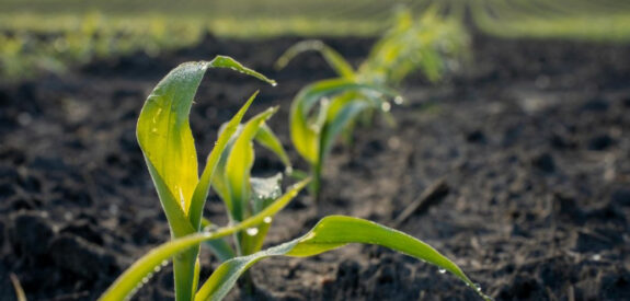 Young green corn plants with dewdrops, growing in neat rows in a field with a softly blurred background.