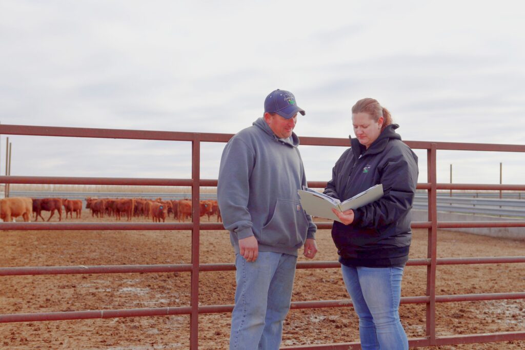 Two people by a cattle pen review paperwork as cows stand in the background.