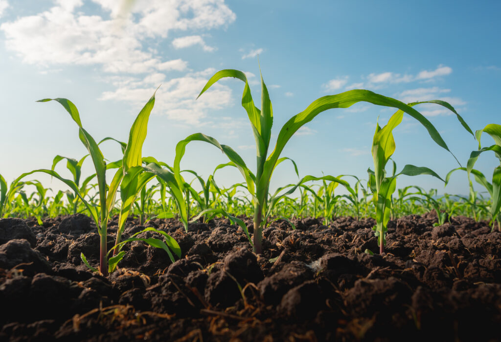 Rows of young green corn sprouts emerge from dark soil beneath a blue sky dotted with scattered clouds.