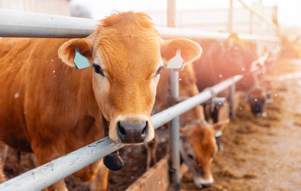 Brown cow with ear tags stands near a metal fence on a sunny day; other cows are visible in the background.