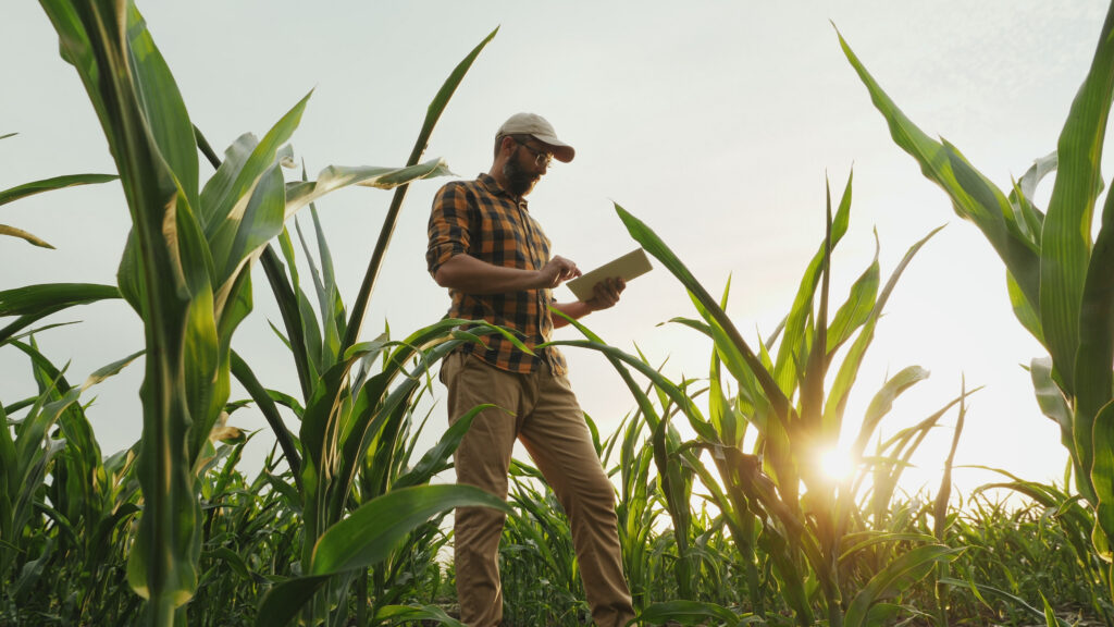 Man wearing a cap and plaid shirt stands in a cornfield at sunset, checking a tablet.