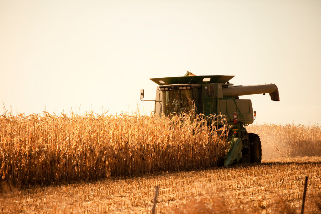 Green combine harvester works through a golden cornfield beneath a clear sky.