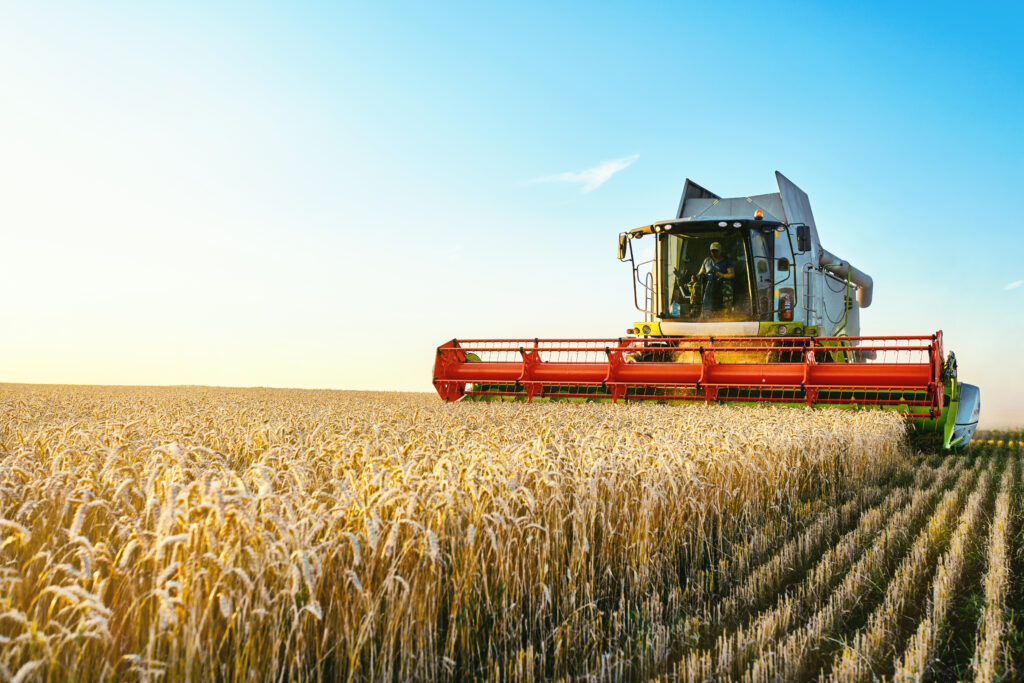 A combine harvester drives through a golden wheat field at sunset beneath a clear blue sky.
