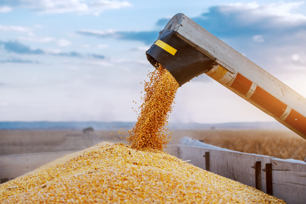 Corn kernels cascade from a combine harvester into a truck in a field, set against a clear blue sky.