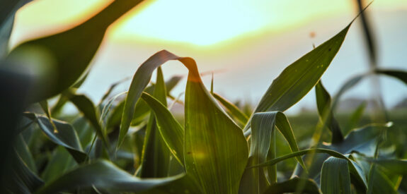Green corn leaves in a field, sunlight streaming through at sunset.