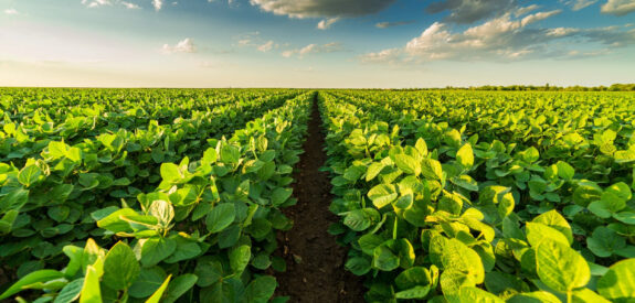 Green crops grow in neat rows in a sunlit field beneath a blue sky dotted with scattered white clouds.