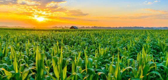 Cornfield stretches beneath a vibrant sunset sky with clouds; a small building stands in the distant background.