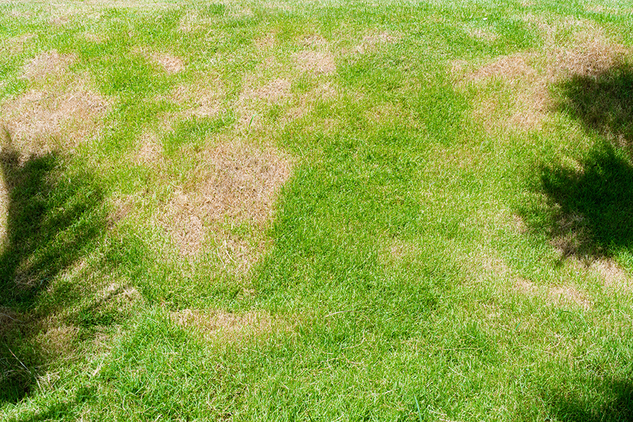 Sunlit lawn with patches of green and brown grass, plus some shaded areas.