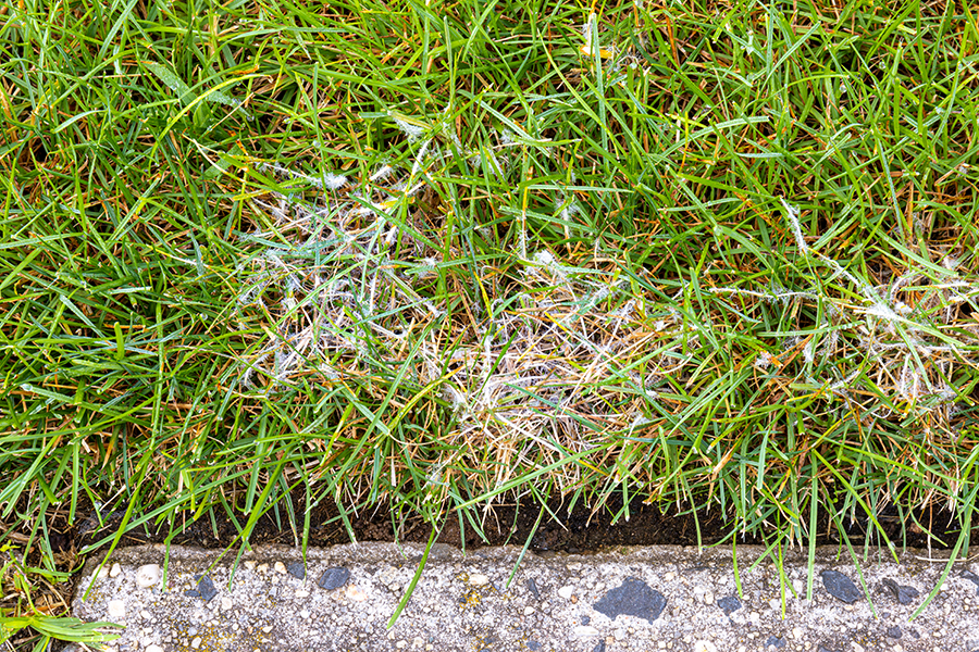 Grass with white mold or fungus growing at the edge of a concrete sidewalk.