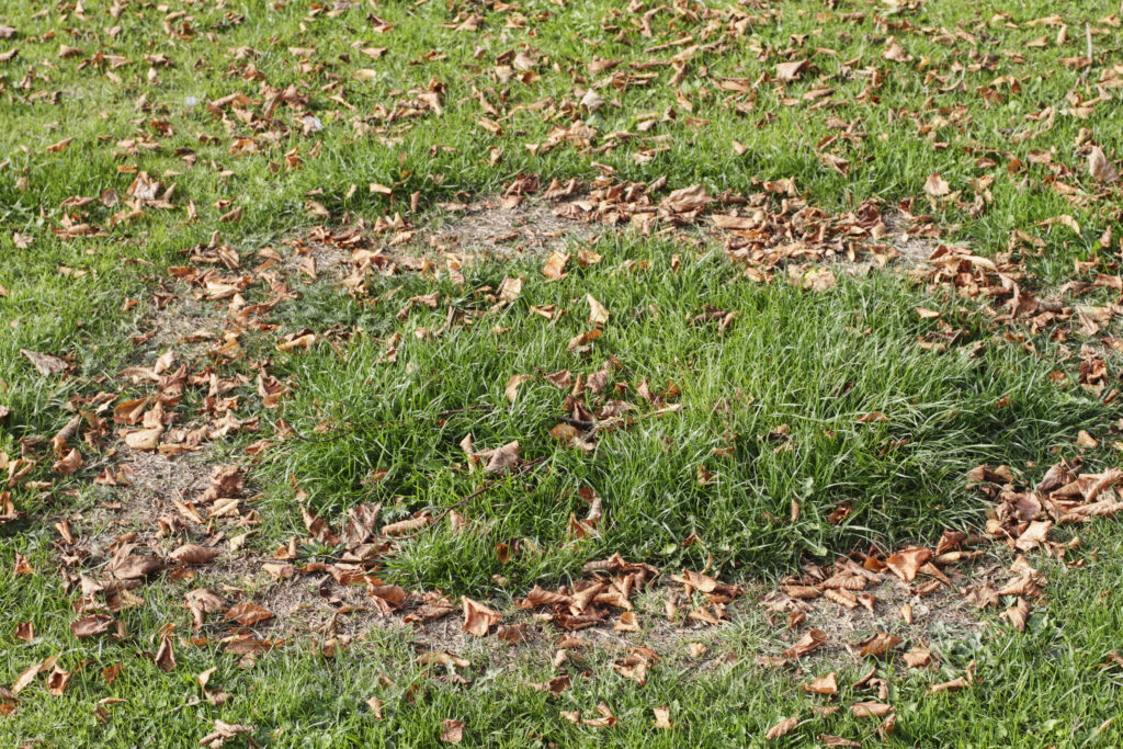 Fairy Ring