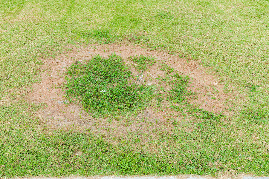 Dead grass patch on a lawn, with some sparse green shoots emerging in the center.