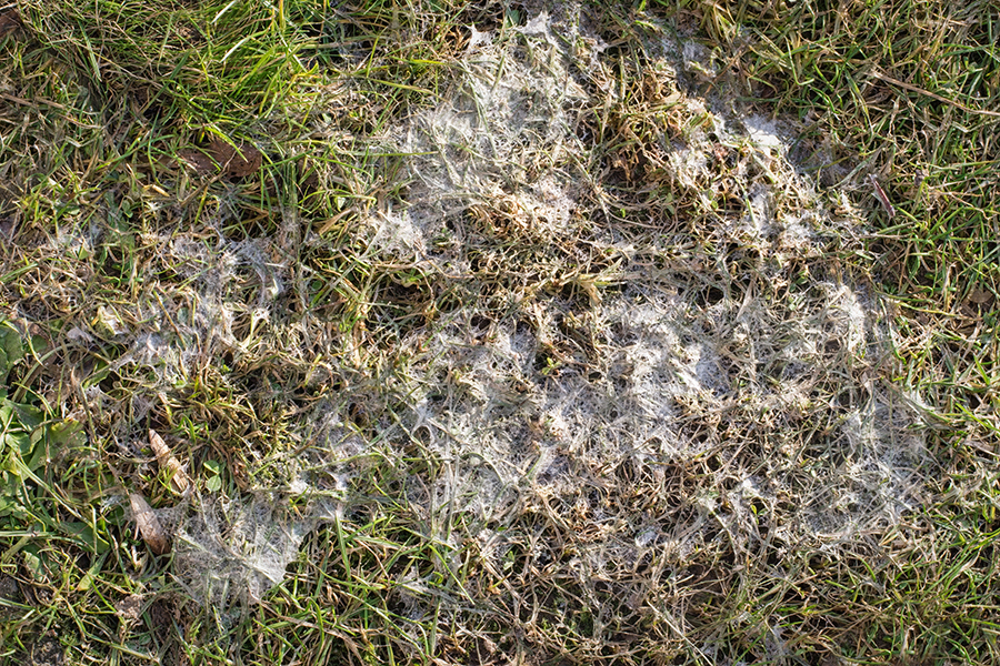 White, web-like fungus covers patchy green grass on the ground, a sign of lawn disease.
