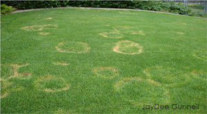 A green lawn dotted with multiple circular brown patches throughout the grass.