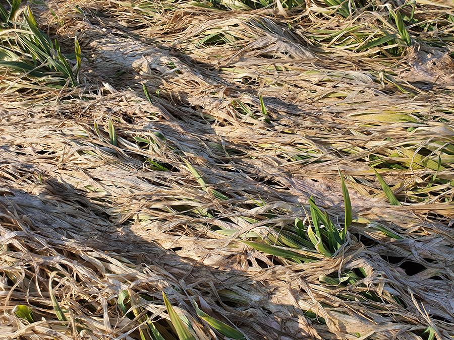 Brown, dry grass with green shoots popping up through tangled patches on the ground.