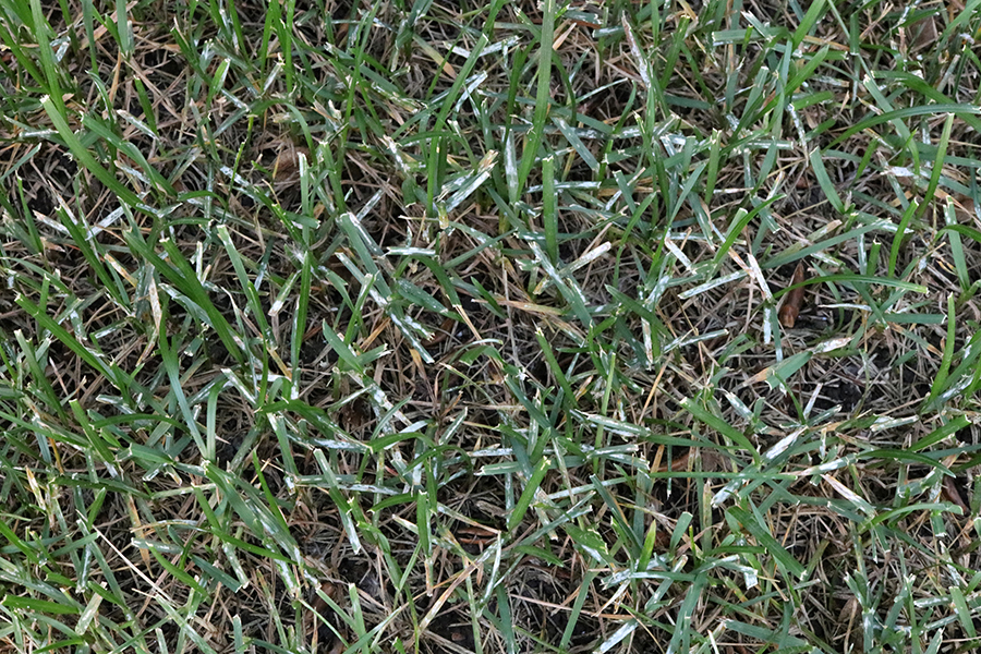 Patchy green grass with brown, dry spots; growth is uneven and sparse.