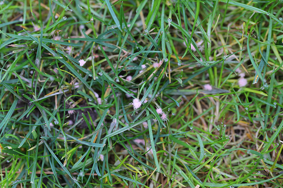 Green grass blades with dew drops and tiny pink wildflowers in a close-up view.