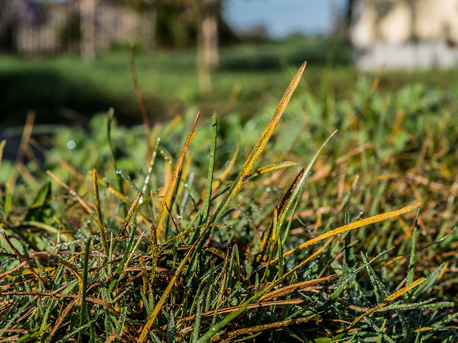 Dew-covered grass with yellow-brown blades glistens in bright morning sunlight.