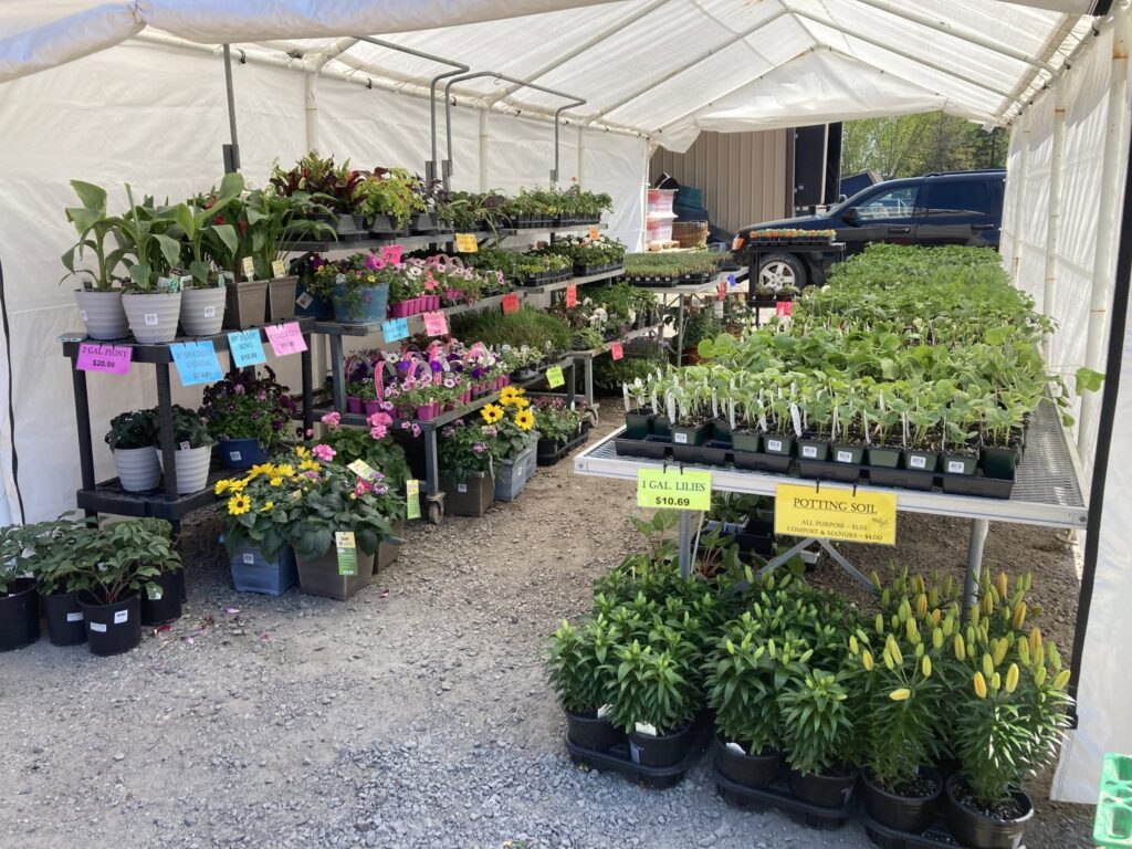 Potted plants and flowers arranged on shelves beneath a white tent at an outdoor market.