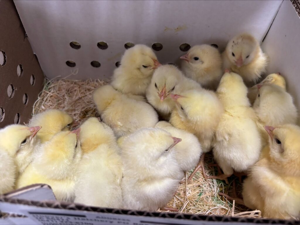Twelve yellow chicks cluster closely in a cardboard box lined with straw bedding.