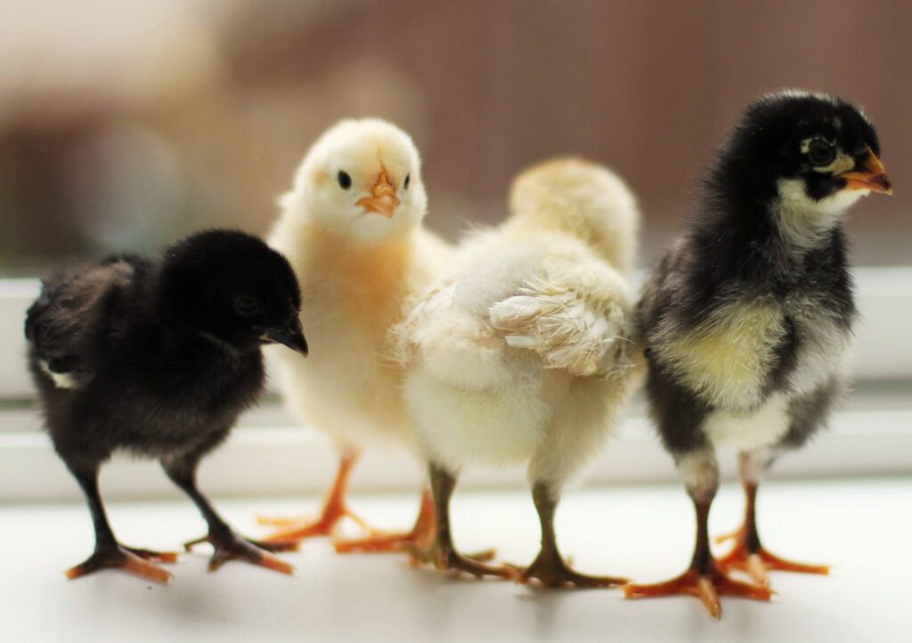 Four fluffy chicks—two yellow, two black—stand close together on a white surface near a window.
