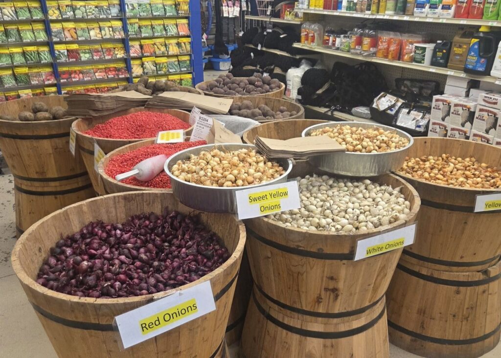 Barrels with red, white, and yellow onions for sale; shelves behind hold seeds and gardening supplies.
