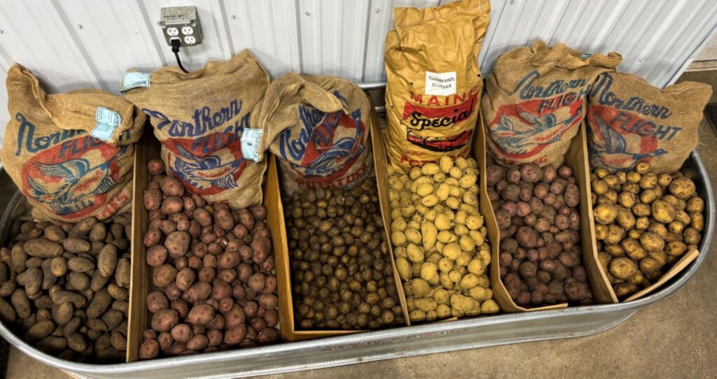 Colorful potatoes fill bags and bins in a metal trough set against a wall.