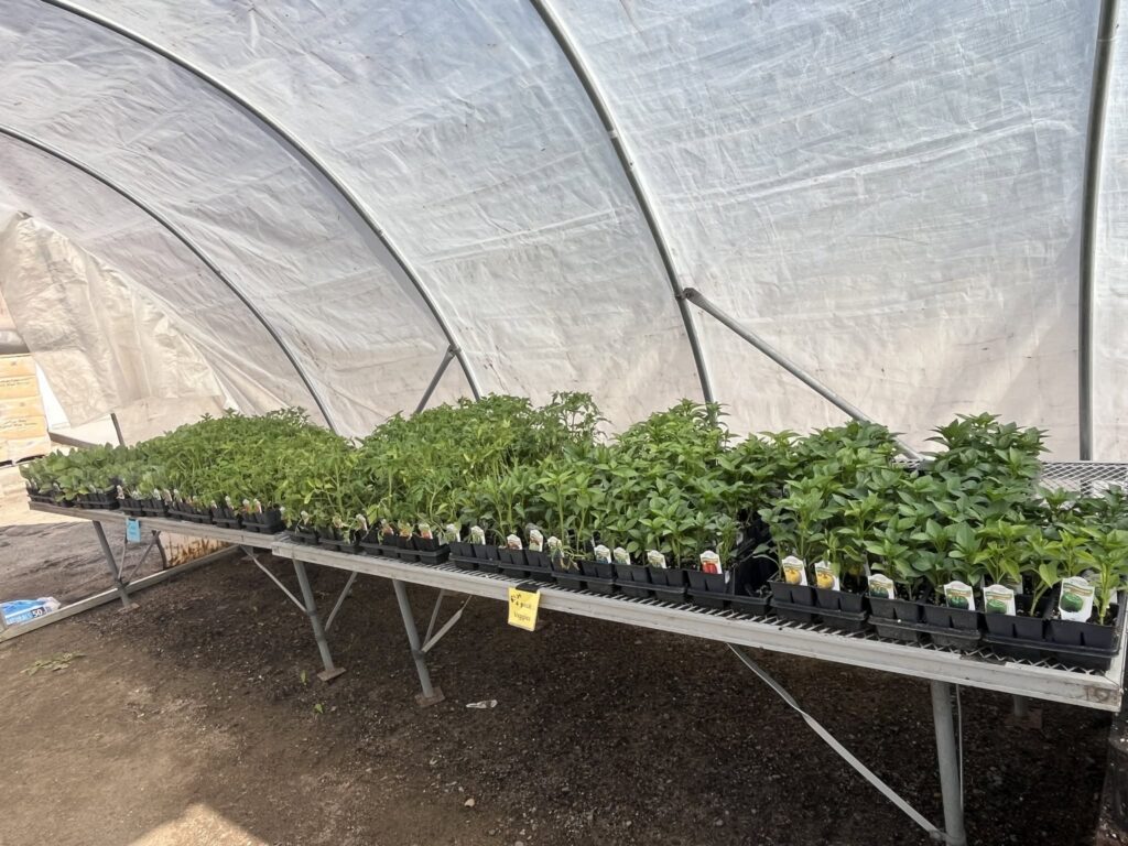 Potted green plants line a metal table inside a greenhouse with a curved plastic roof.