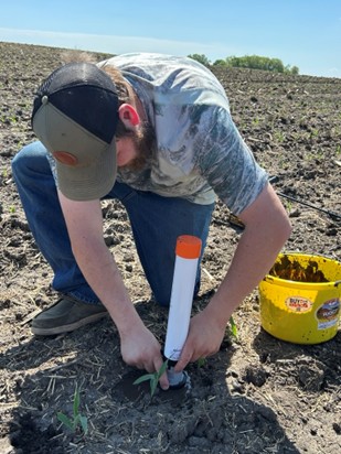 Man in a field puts a white tube around a small plant; yellow bucket sits on the soil close by.