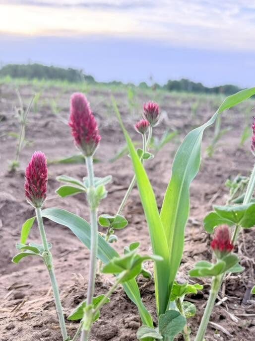 Young corn grows among crimson clover flowers in a field beneath a partly cloudy sky.
