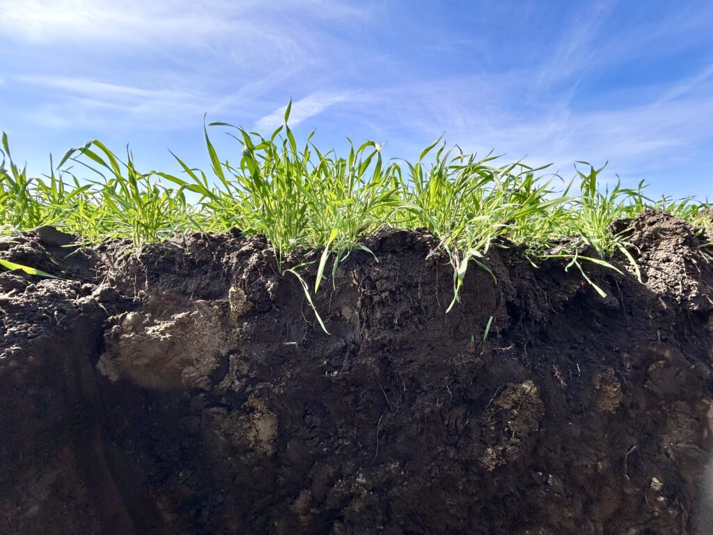 Green grass covers soil layers beneath a blue sky with thin, wispy clouds above.