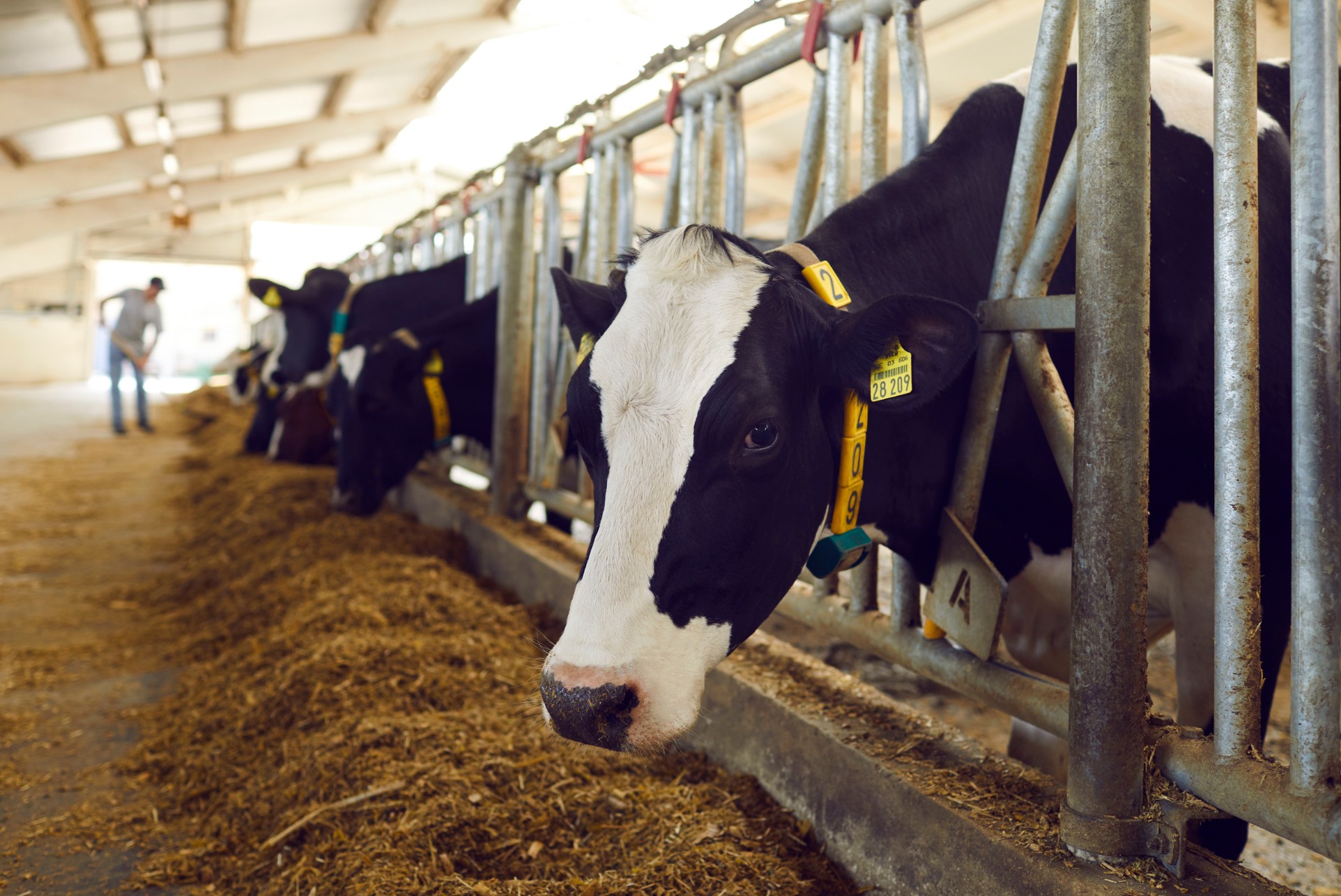 Cows eat hay from troughs in a barn while a person walks in the background.
