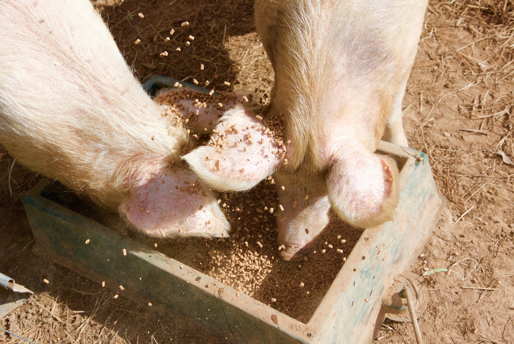 Two pigs eat from a trough on dry dirt, seen from above.