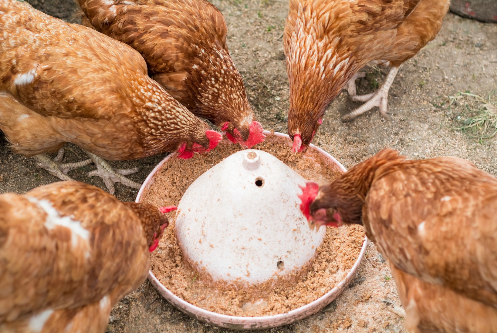 Five brown chickens peck at feed in a round container placed on the ground.