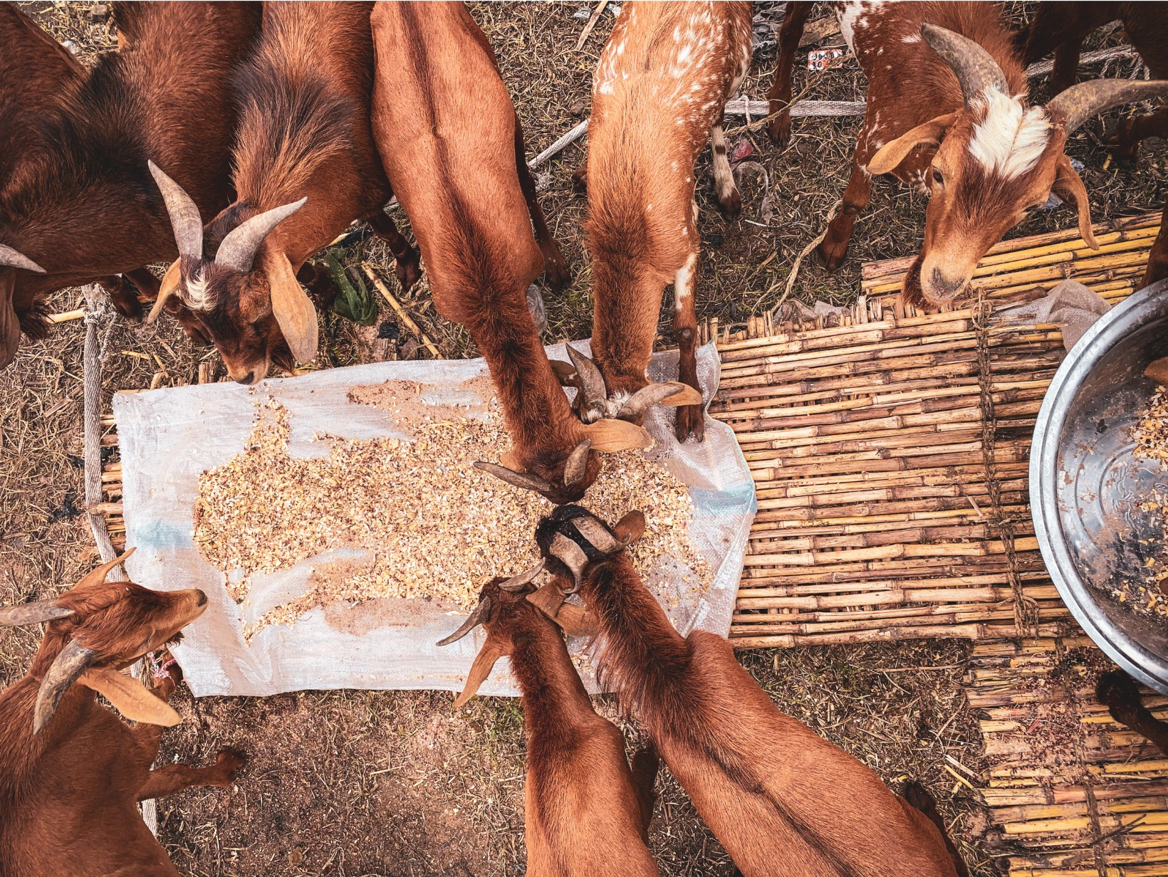 Seven brown goats eat grains on a mat, seen from above near a bamboo platform and metal bowl.