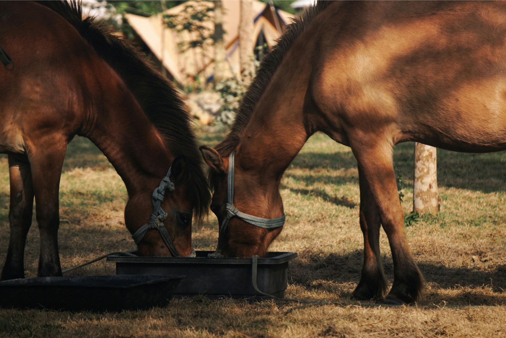 Brown horses with halters eat from a black trough on dry grass in sunlight.