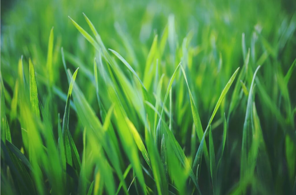 Fresh green grass blades in soft focus, highlighted by natural sunlight.
