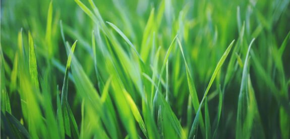 Fresh green grass blades in soft focus, highlighted by natural sunlight.